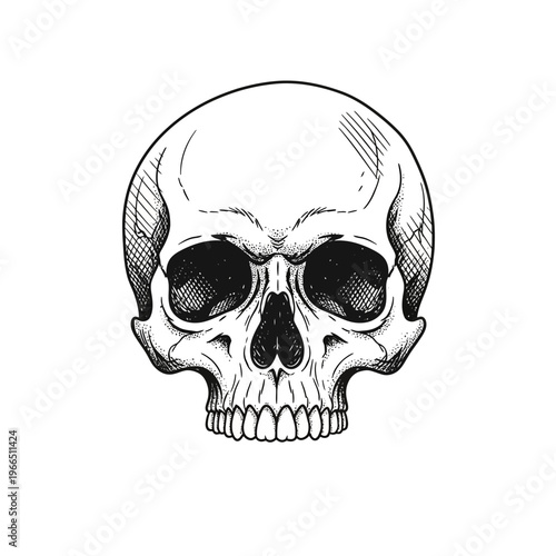 Hand-drawn human skull sketch, vintage illustration, gothic art, detailed drawing