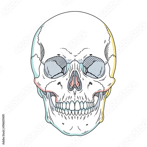 Human Skull Anatomy Illustration, Front View, Medical Art, Educational Graphic