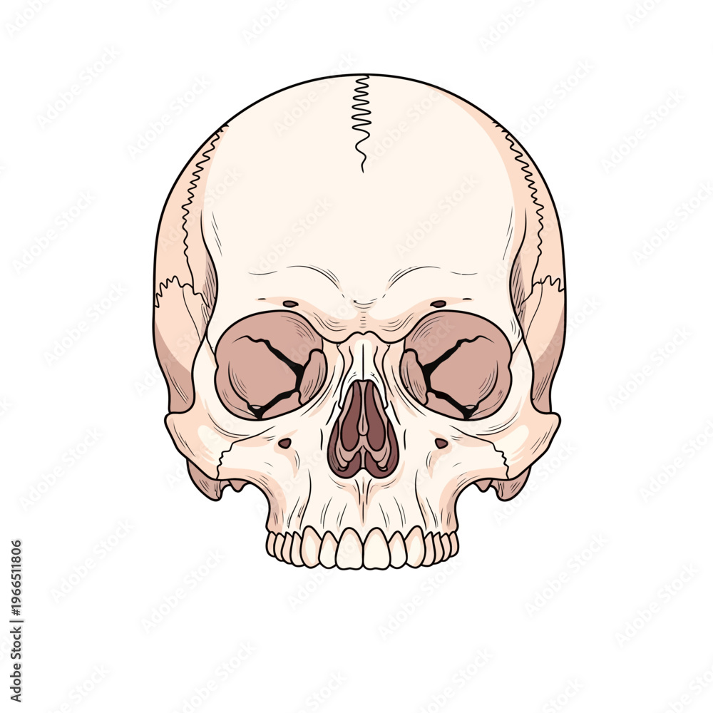 Obraz premium Human Skull Illustration, Anatomical Drawing, Front View, White Background