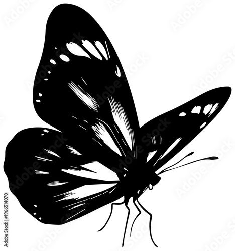 Glasswing butterfly with detailed wing veins and black body on white background insect illustration