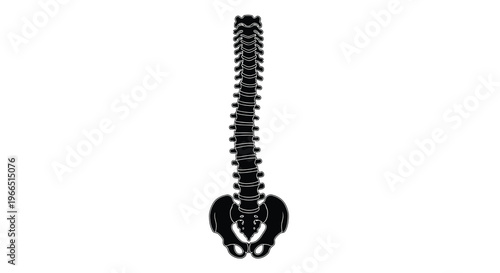 Anatomical illustration of a human spine and pelvic bone structure