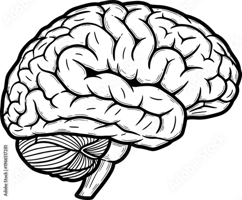 Human Brain Anatomy Neurology Medical Hand Drawn Line Art Illustration