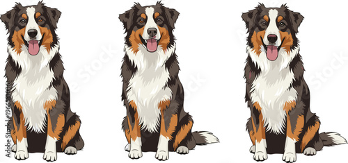 Bernese Mountain Dog Vector Set with Three Sitting Poses in Cartoon Style for Pet, Animal, Breed, and Companion Illustrations