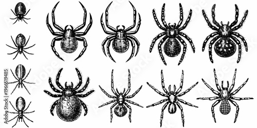 A collection of vintage style detailed illustrations of various spiders