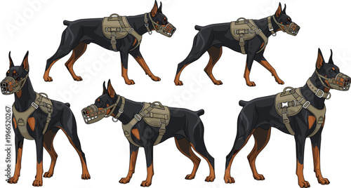 Doberman Guard Dog Vector Set with Multiple Poses Wearing Harnesses and Muzzles for Security, Protection, Pet, and Working Dog Illustrations