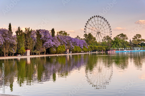 Jacaranda trees at Chapultepec Park, Mexico City, Sunset scene.