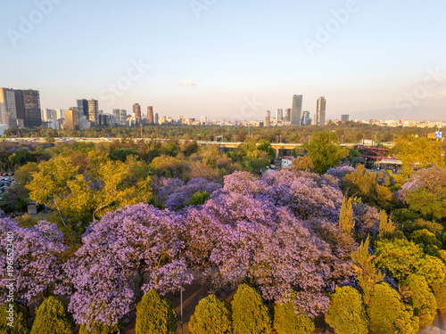 Jacaranda trees at Chapultepec Park, Mexico City, Sunset scene.