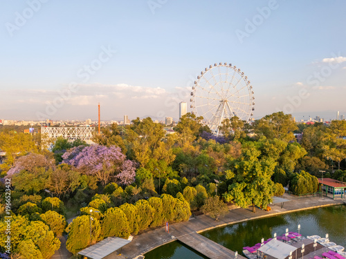 Jacaranda trees at Chapultepec Park, Mexico City, Sunset scene.
