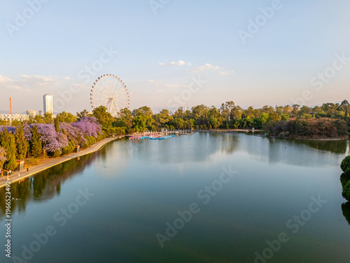 Jacaranda trees at Chapultepec Park, Mexico City, Sunset scene.