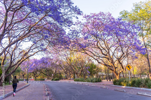 Jacaranda trees at Chapultepec Park, Mexico City, Sunset scene.