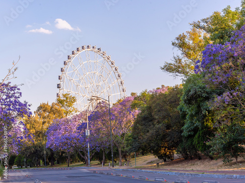 Jacaranda trees at Chapultepec Park, Mexico City, Sunset scene.