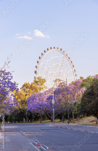 Jacaranda trees at Chapultepec Park, Mexico City, Sunset scene.
