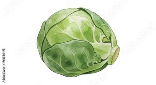Fresh Brussels Sprout Vegetable Illustration Isolated on White Background
