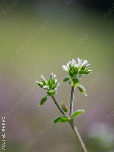 春の野のオランダミミナグサ