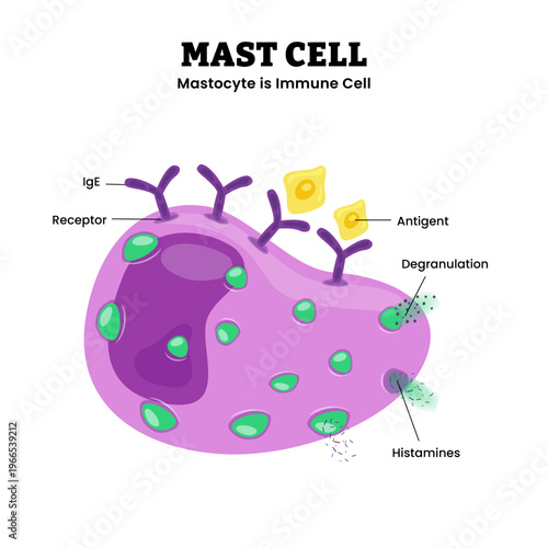Mast cell structure anatomy diagram infographic. Mastocyte immune cell with labeled IgE, receptors, antigen, histamine granules, and degranulation process. Immune response cell involved allergy