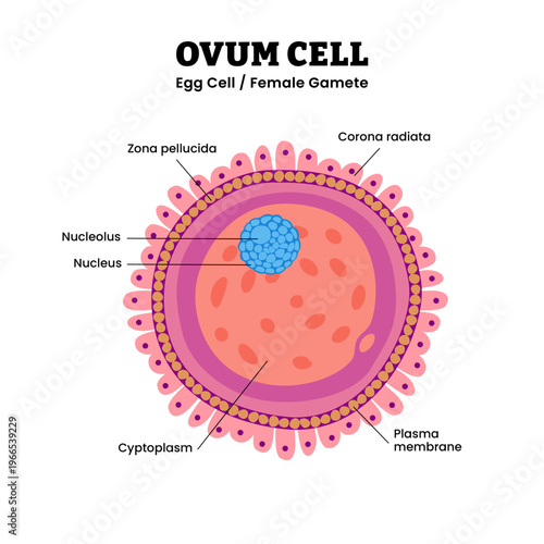 Ovum cell structure anatomy diagram infographic. Female gamete structure with labeled zona pellucida, corona radiata, plasma membrane, and nucleus. Human egg cell illustration, reproductive biology