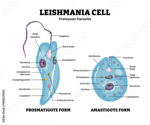 Leishmania cell structure anatomy diagram infographic. Protozoan parasite. Labeled promastigote form, amastigote form, flagellum, nucleus, autophagosome, acidocalcisome. Parasitic eukaryotic organism.