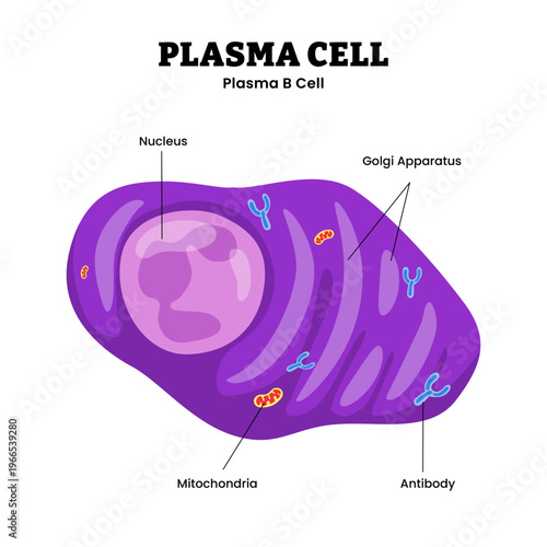 Plasma cell anatomy diagram infographic showing plasma B cell structure with labeled nucleus, antibody production, and mitochondria. Immune cell specialized in producing antibodies to fight infection.