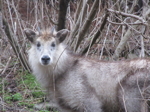 ニホンカモシカ