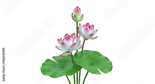 Pink Lotus Flowers and Buds with Green Leaves