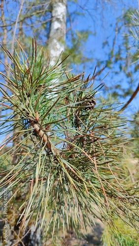 pine tree branches