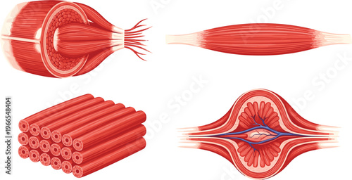 Human muscle fiber structure anatomical vector set showing skeletal muscle tissue cross section and bundle layers for medical education and biology science concepts.