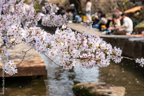 満開の桜の花見で宴会