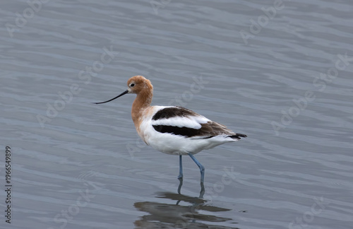 American avocet standing in water 