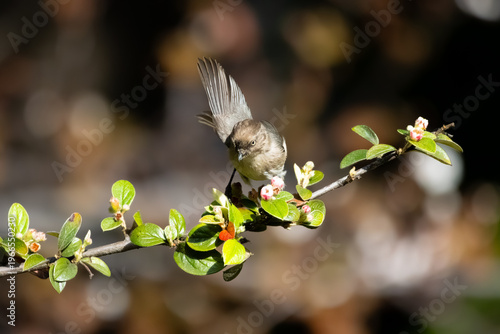 Male American bushtit standing on a branch ready to fly 