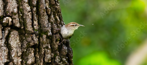 Bewick's wren standing on side of a tree chasing a flying bug