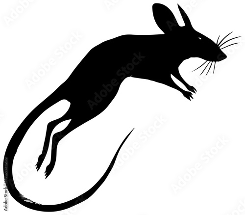 Jerboa in mid leap silhouette, desert rodent jumping