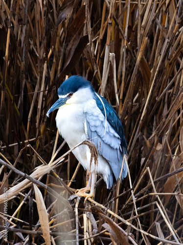 black-crowned night heron standing near the marsh 
