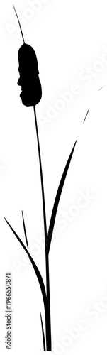 minimalist bulrush with seed head on white background