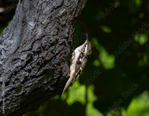 brown creeper standing on side of a tree 