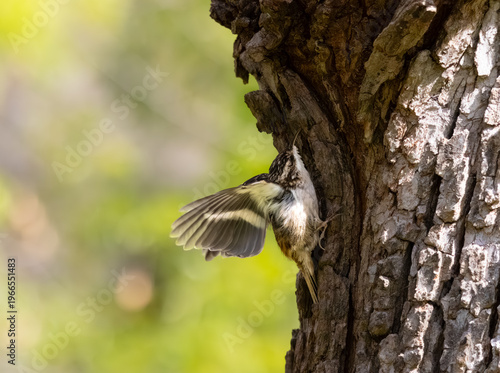 brown creeper standing on side of a tree ready to fly 