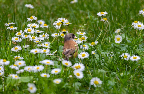 dark-eyed junco standing in white flowers and grass