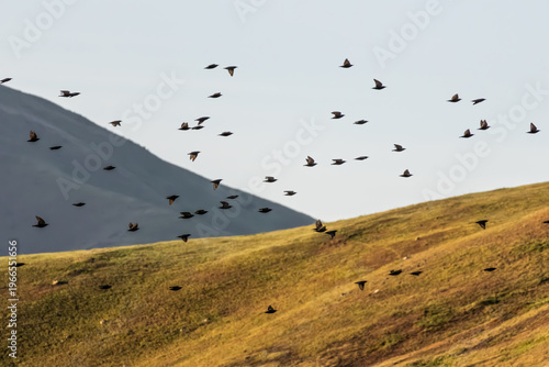 a group of European starlings flying across the sky in desert 