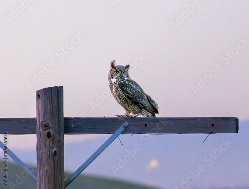 great-horned owl standing on a pole at dusk 