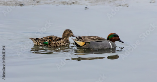 green-winged teal couple