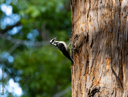 hairy woodpecker standing on side of the tree