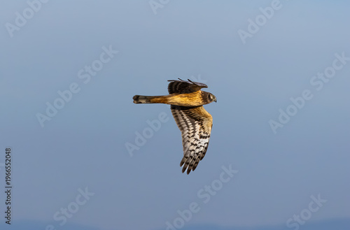 Obraz na plátne northern harrier flying in the sky
