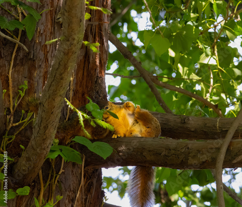 fox squirrel tilting its body showing belly