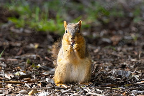 cute fox squirrel eating nuts on a ground
