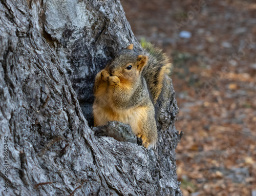 cute fox squirrel eating nuts next to a tree