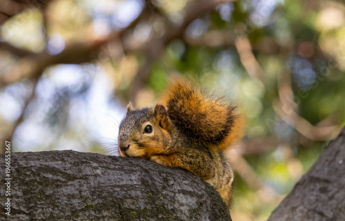 curious little squirrel lying on the branch thinking about life 