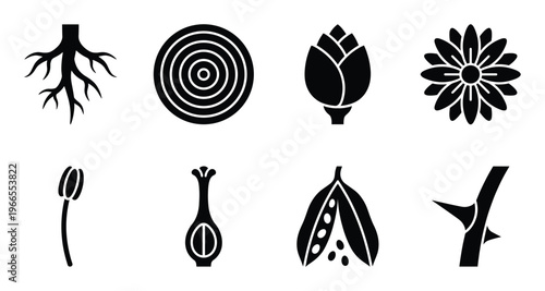Set of black silhouettes of various plant structures on a transparent background