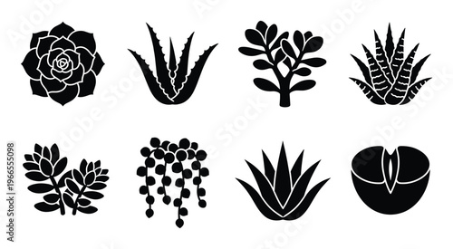 Succulent plants and desert cactus silhouettes for floral decoration and botanical garden illustrations