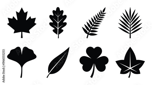 Variety of tree leaves including maple, oak, fern, ginkgo and clover isolated vector