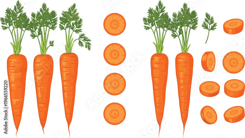 Fresh Orange Carrots Vector Illustration Featuring Whole Root Vegetables with Green Leaves and Sliced Rounds for Cooking Grocery and Healthy Nutrition Designs