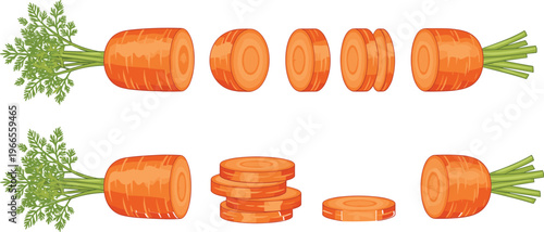 Fresh Sliced Orange Carrot Vector Illustration Set Featuring Whole Root Vegetables and Chopped Rounds with Green Leaves for Healthy Food Cooking Concepts